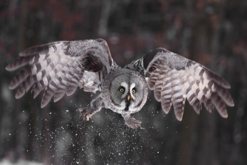 Fototapeta Great Grey Owl lat. Strix nebulosa