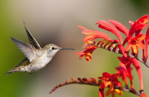 Fototapeta Annasz sikorek eying crocosmia kwiaty