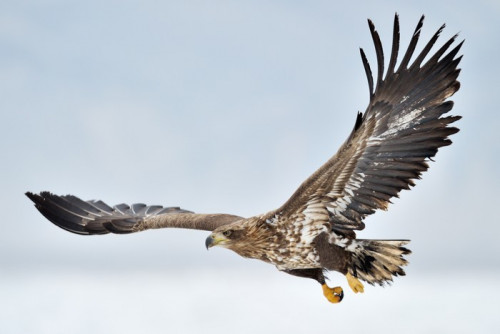 Fototapeta Bielik Sea Eagle latające nad lodzie.