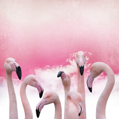 Fototapeta Pink Flamingo tła