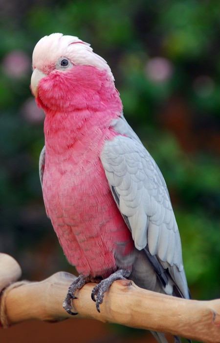 Fototapeta Galah Rose breasted ptaka papuga Cockatoo