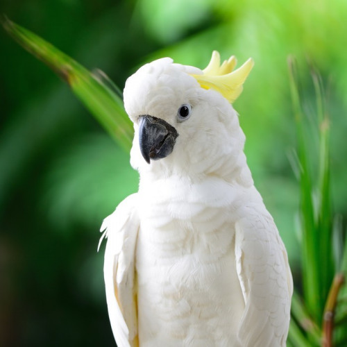 Fototapeta Kakadu czubaty siarki