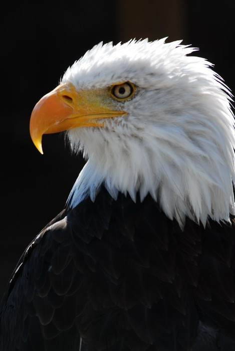 Fototapeta Eagle grzesznik