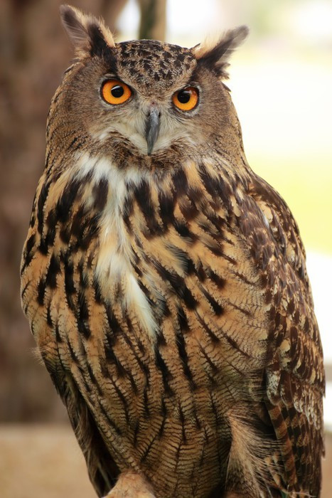 Fototapeta Eagle Owl / puchacz