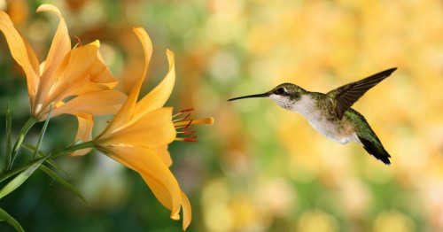 Fototapeta Hummingbird (archilochus Colubris) aktywowanie obok żółtego lil