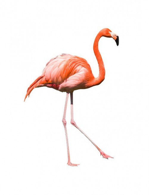 Fototapeta Czerwony caribbean flamingo dancing wyizolowanych