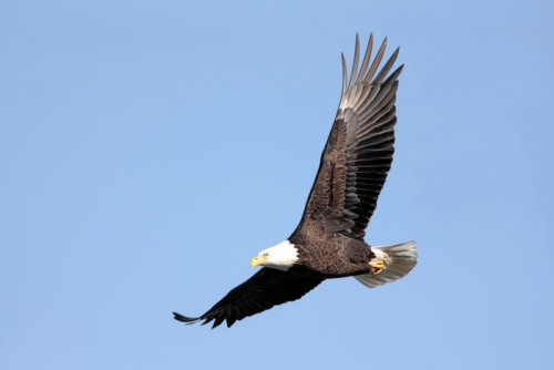 Fototapeta Adult Bald Eagle (Haliaeetus leucocephalus) w locie przeciw