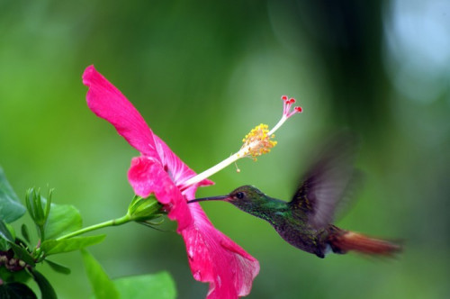 Fototapeta Humming bird