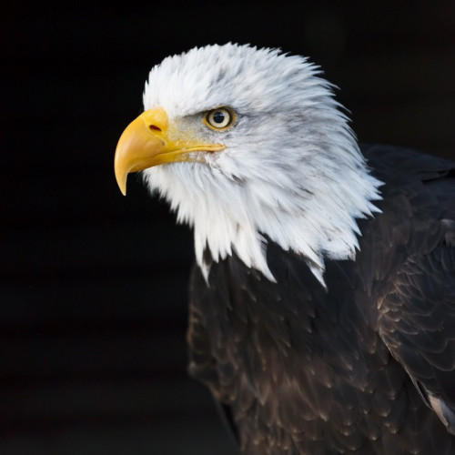 Fototapeta Portret Bielik (łac. Haliaeetus leucocephalus)