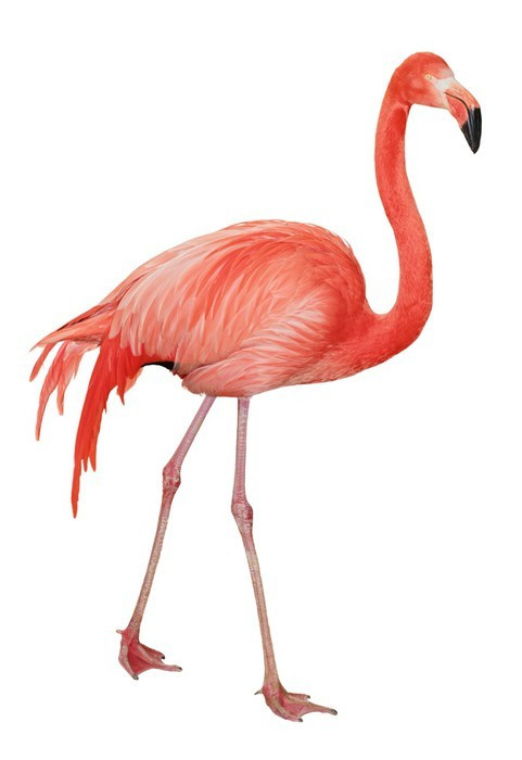 Fototapeta Amerykańska Flamingo Wycinanka