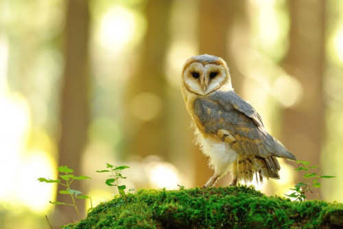 Fototapeta Barn Owl stojący na mchu