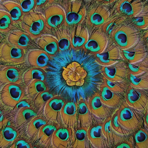 Fototapeta Mandala Pfau