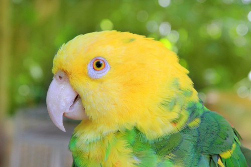 Fototapeta Amazon Parrot Żółty czele oratrix