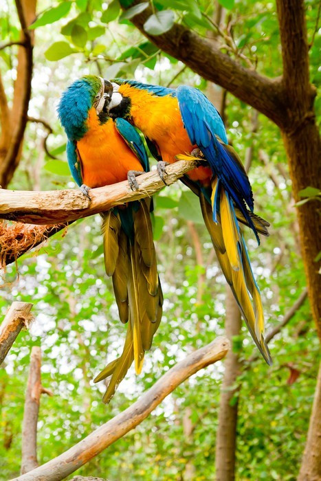 Fototapeta Kolorowe macaws para kissing