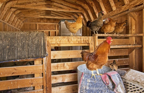 Fototapeta Red Rooster z kur wewnątrz drewnianej stodole