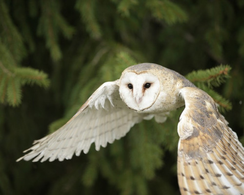 Fototapeta Barn Owl w locie