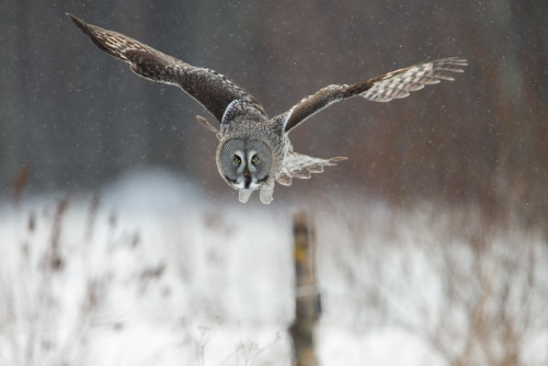 Fototapeta Great Grey Owl (Strix nebulosa) polowanie na padający śnieg