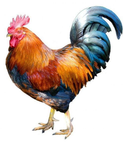 Fototapeta Chicken wyłączyć