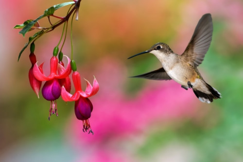 Fototapeta Hummingbird karmionych Hardy Fuchsia Zakładu