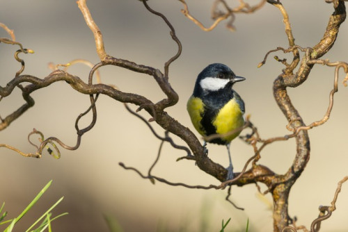 Fototapeta Bogatka (Parus major - Bogatka)