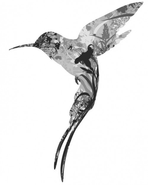 Fototapeta Colibri