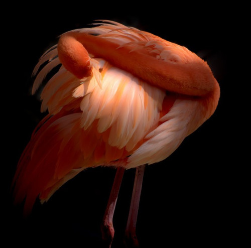 Fototapeta Ptaki Pink Flamingo preening themselevs Curacao Karaiby