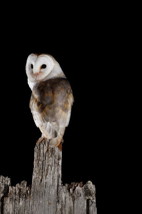 Fototapeta Common Barn Owl