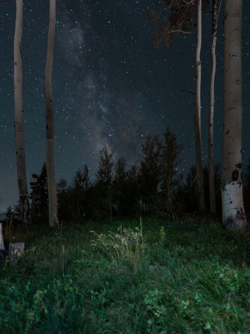 Fototapeta Drzewo, Natura i Zielony