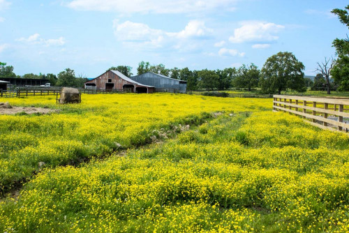 Fototapeta łąka, naturalny krajobraz i pastwisko