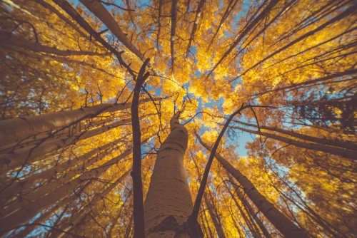 Fototapeta Drzewo, Natura i żółty