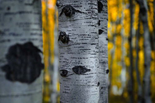 Fototapeta Hickory shellbark, słodka brzoza i drzewo