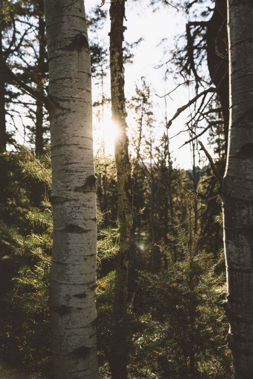 Fototapeta Drzewo, las i Natura