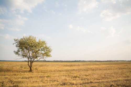 Fototapeta Naturalny krajobraz, łąka i sawanna