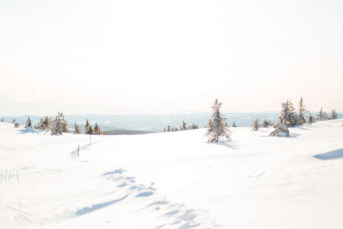 Fototapeta śnieg, zimowy i biały