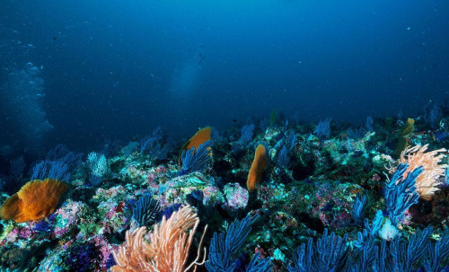Fototapeta Rafa, Rafa koralowa i Podwodny