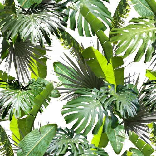 Fototapeta Palmowe liście 