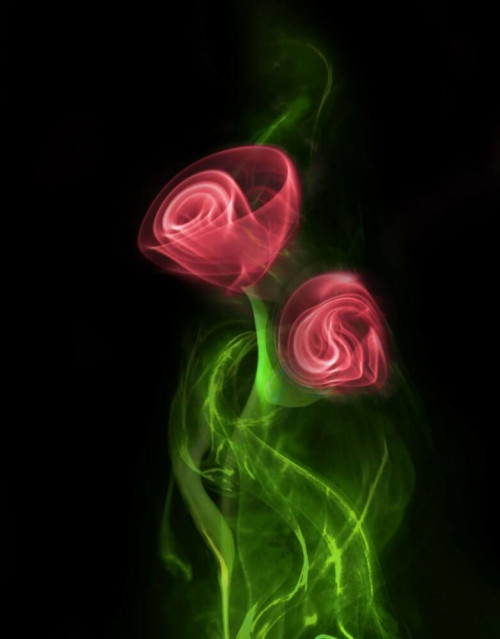 Fototapeta Dymne róże 