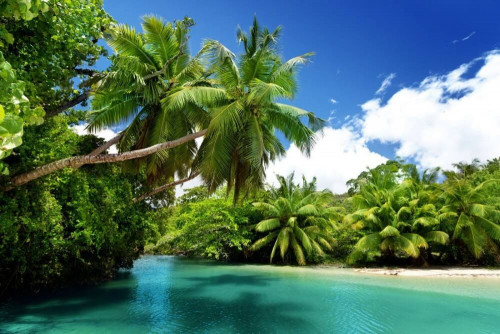 Fototapeta Morze i palmy