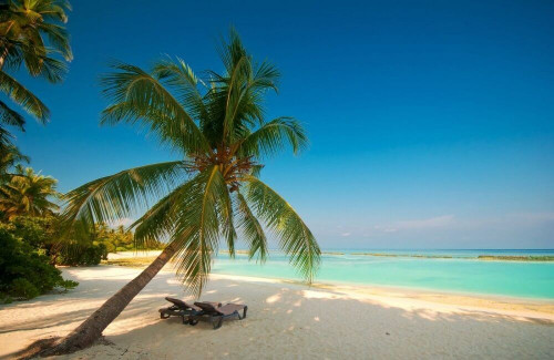 Fototapeta Morze plaża z palmą