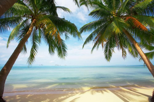 Fototapeta Dwie palmy na brzegu oceanu 