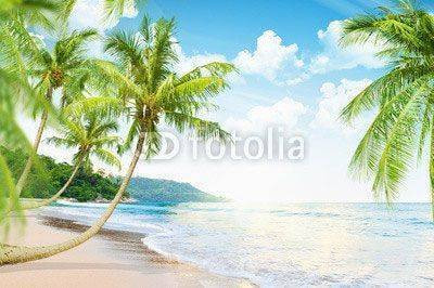 Fototapeta Plaża z palm drzewami