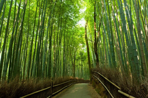 Fototapeta Bambusowy las 