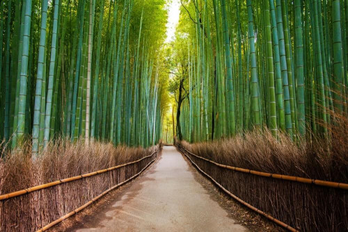 Fototapeta Dróżka w bambusowym lesie