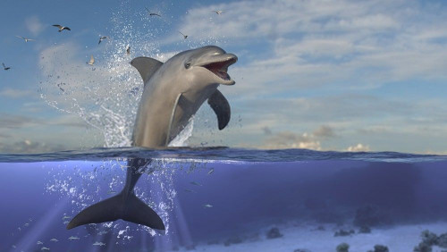 Fototapeta Uśmiechnięty delfin