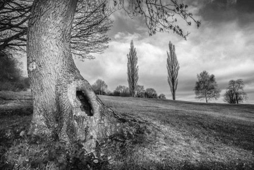 Fototapeta Naturalny krajobraz, drzewo i Natura