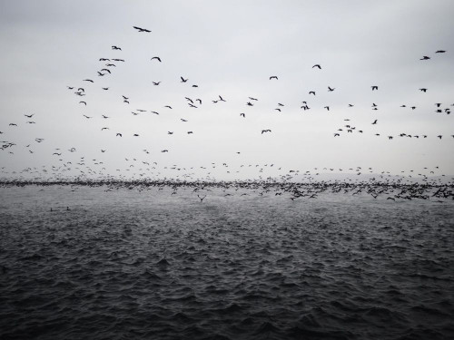 Fototapeta Trzoda, Migracja ptaków i niebo