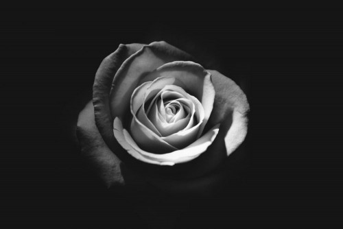 Fototapeta Róża, fotografia martwej natury i róże ogrodowe