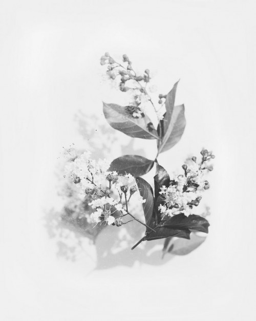 Fototapeta Biały, kwiat i czarny i biały
