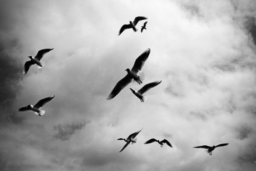 Fototapeta Trzoda, ptak i Migracja ptaków