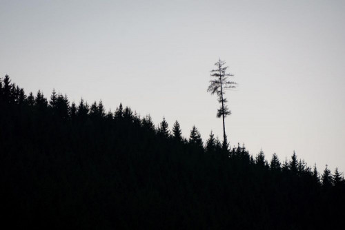 Fototapeta Niebo, biały i drzewo